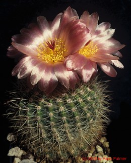 Notocactus cv. scopa CHP76